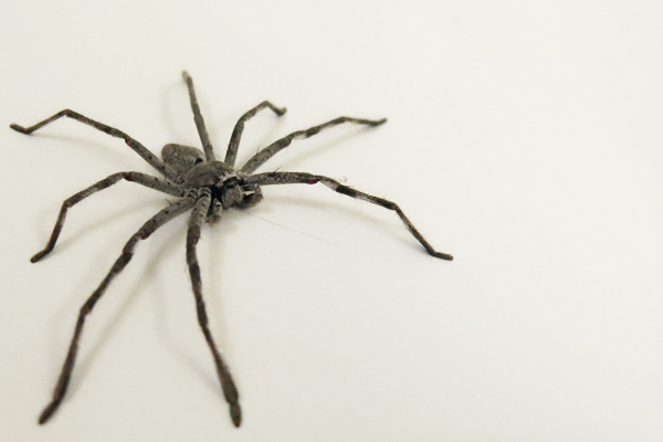 Australian Huntsman Spider