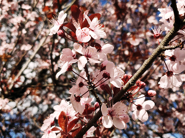 Spring blossoms.