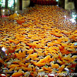 Paths swimming with goldfish.