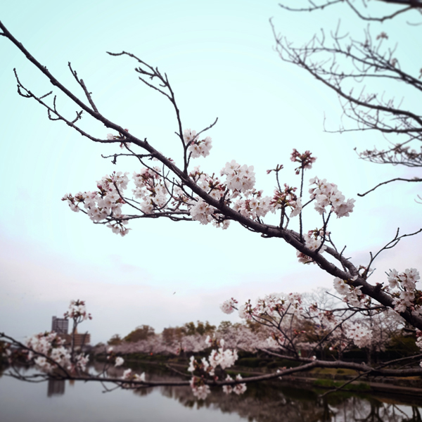 桜の花