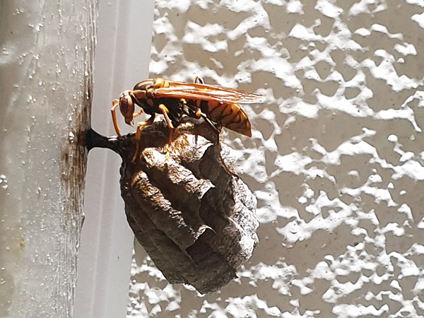 Paper wasp on her nest.