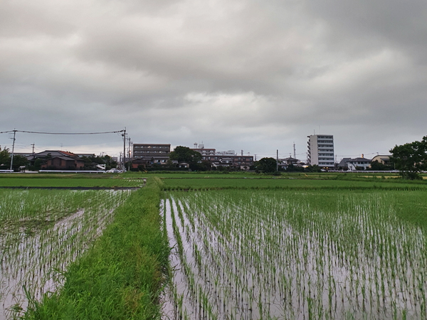 Rice paddies under an overcast sky.