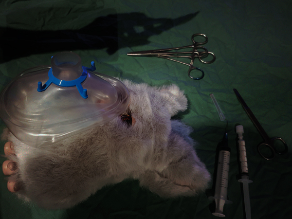 Furby being prepared for surgery.